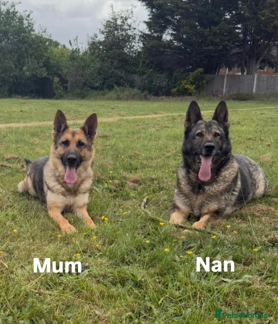 German Shepherd dogs for sale: Working line GSD puppies - 3rd generation breeding - Advert 1