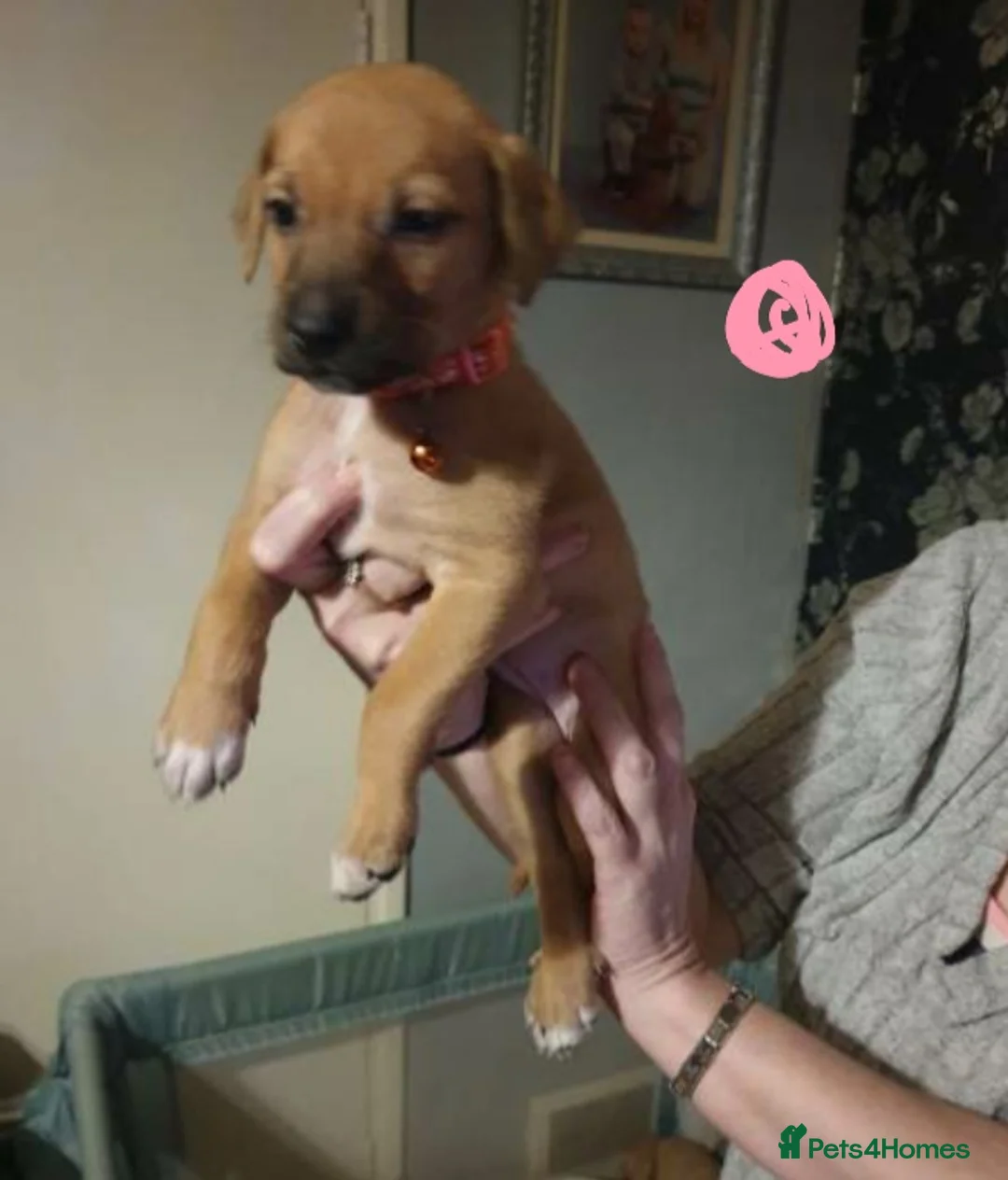 Mixed Breed dogs for sale: 10 puppies 5 girls 5 boys  - Advert 10