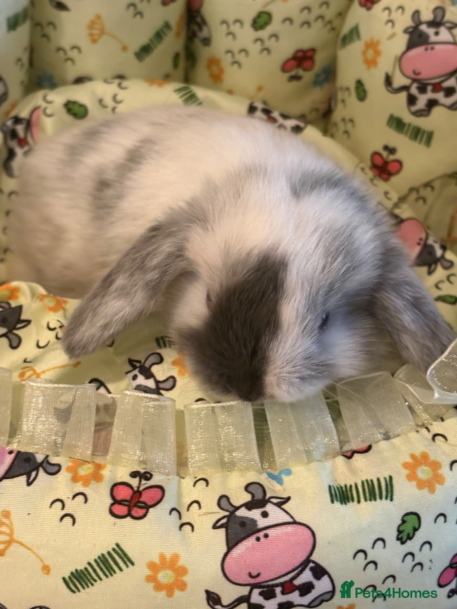 Mini Lop rabbits Mini lops-raised indoors-vaccinated  - Advert 1