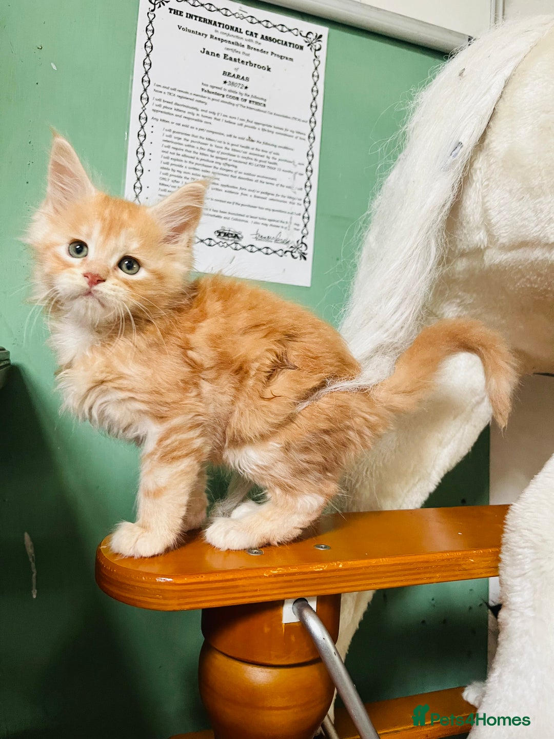 Maine Coon cats for sale: TICA registered, pedigree maine coon kittens  - Image 9