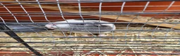 Guinea Pig rodents for sale: 2 females + two level hutch in Mountain Ash - Advert 1