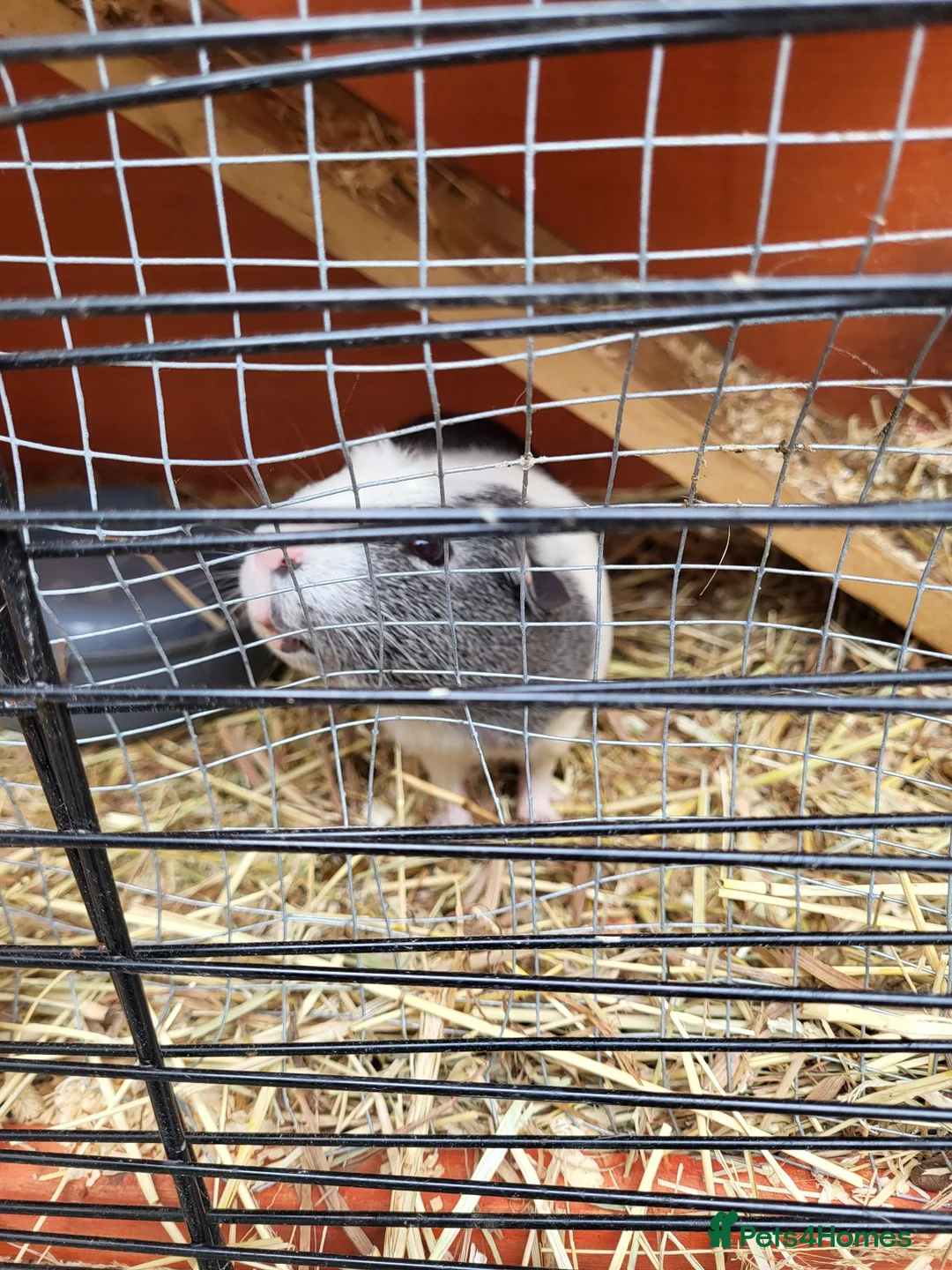 Guinea Pig rodents for sale: 2 females + two level hutch in Mountain Ash - Advert 1