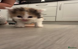 Persian cats for sale: Persian Kittens  - Image 30