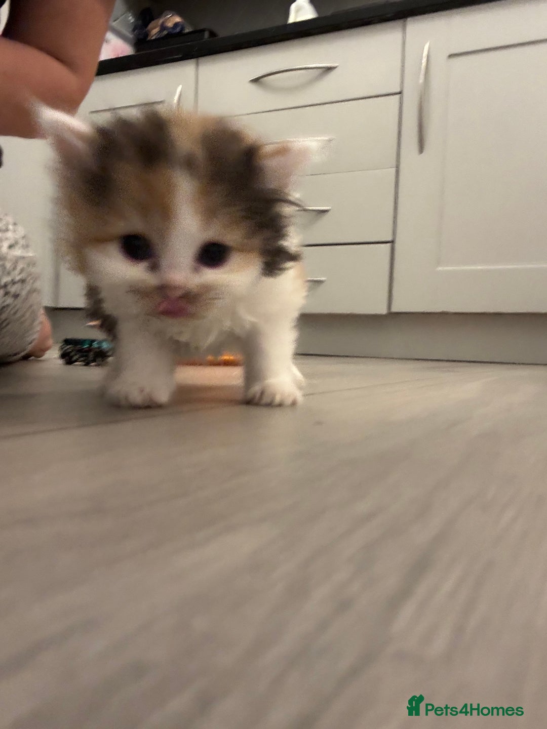 Persian cats for sale: Persian Kittens  - Image 30