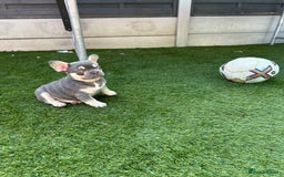 French Bulldog dogs for sale: Pink French bulldog puppies - Image 12