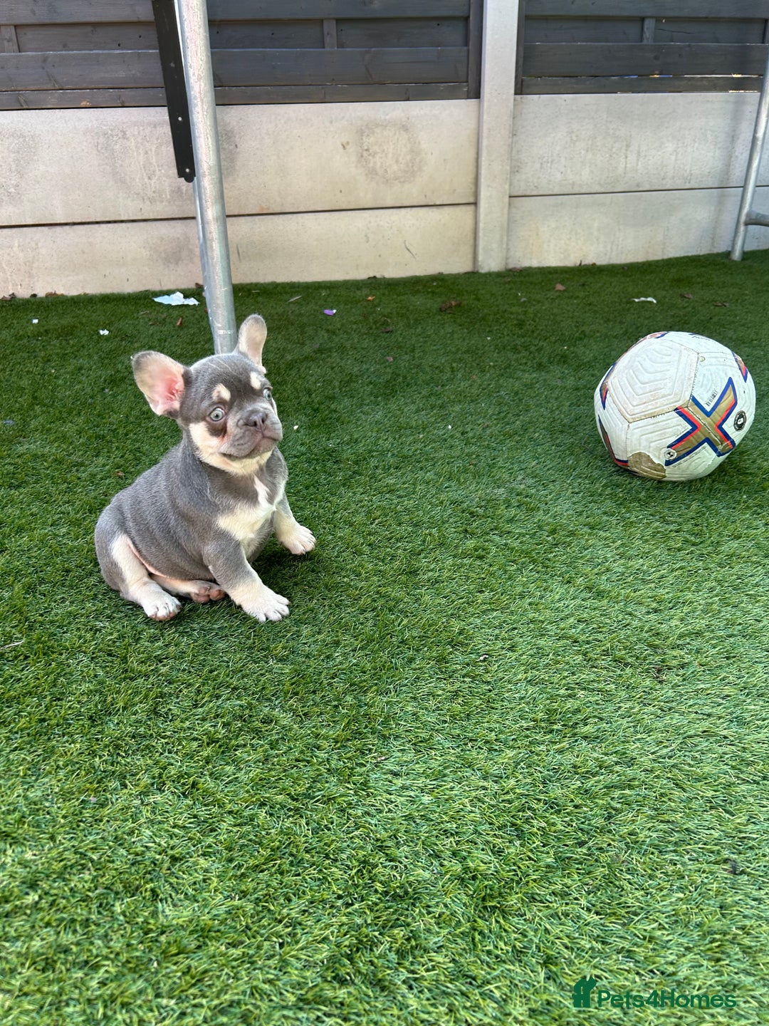French Bulldog dogs for sale: Pink French bulldog puppies - Image 12