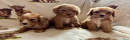 Cockapoo dogs for sale: F1 health clear cockapoo puppies  - Advert 34