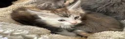Mixed Breed cats for sale: Maine coon cross ragdoll kittens  - Advert 30