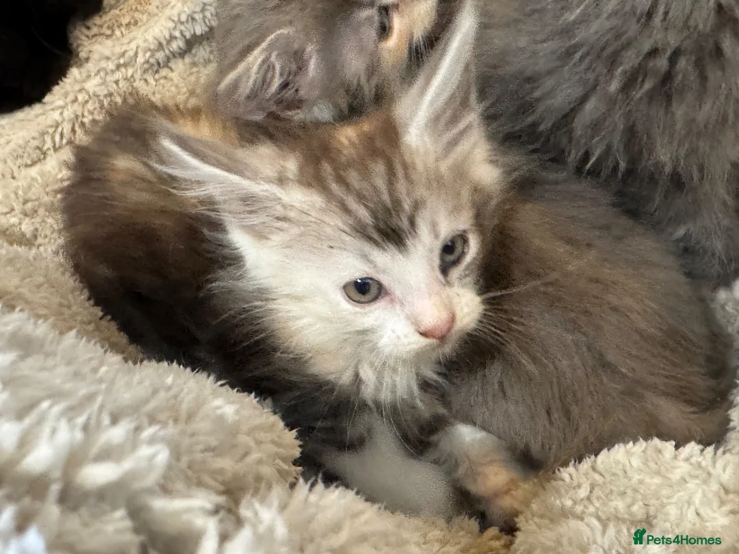 Mixed Breed cats for sale: Maine coon cross ragdoll kittens  - Advert 30