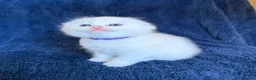 Scottish Fold cats for sale: Beautiful Scottish Fold & Straight Kittens - Advert 6
