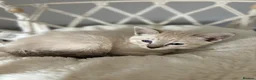 Siamese cats for sale: 7 Siamese Kittens  - Advert 15