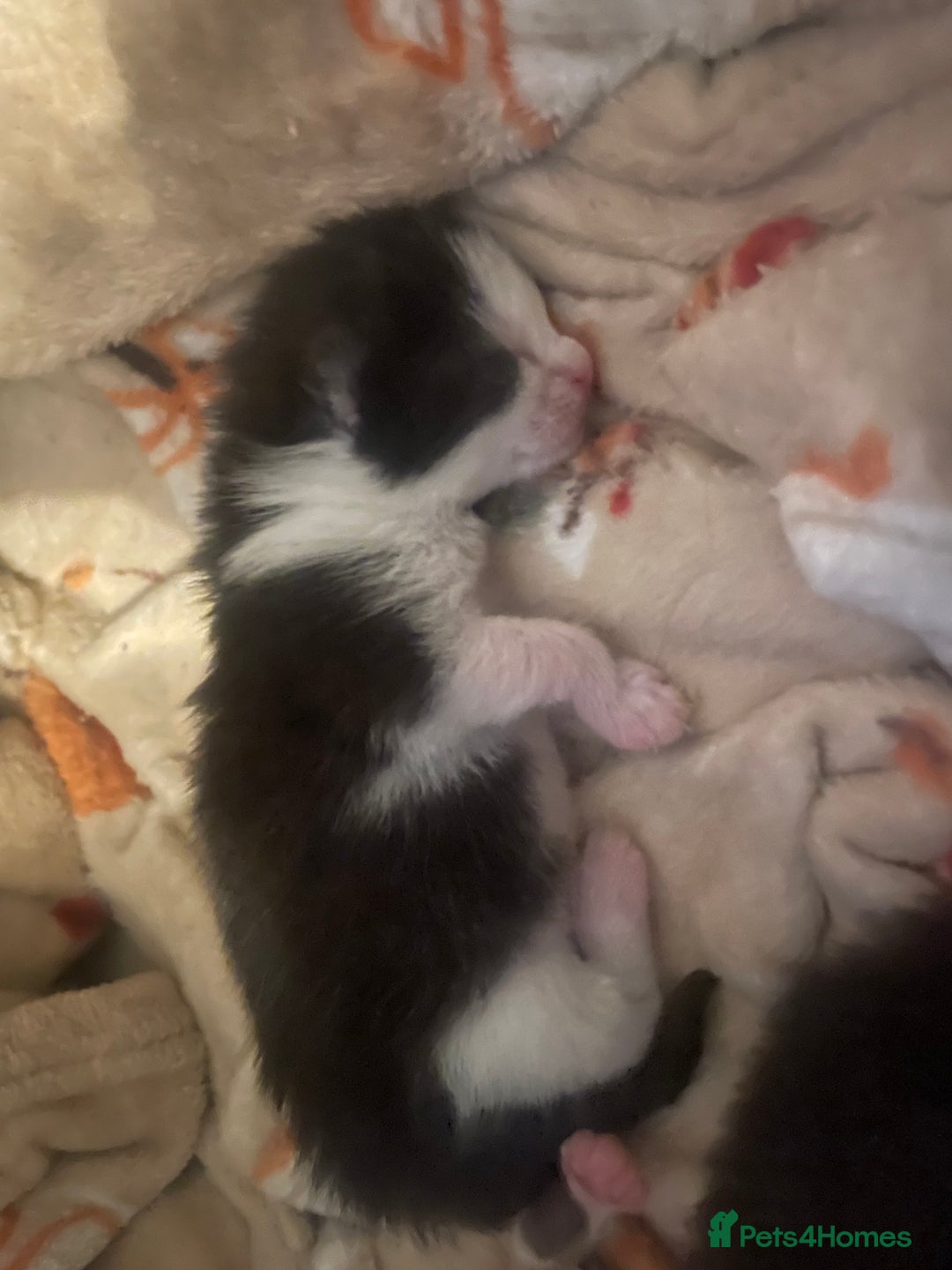 Mixed Breed cats for sale: 2 adorable little cat puppies - Advert 4