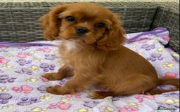 Cavalier King Charles Spaniel dogs for sale: Cavalier king Charles spaniel female Ruby puppy in Wolverhampton - Image 1