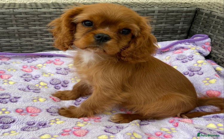 Cavalier King Charles Spaniel dogs in Wolverhampton - Advert 3