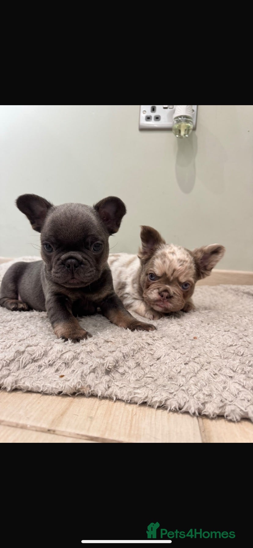 French Bulldog dogs for sale: Stunning Fluffy Frenchies!! - Advert 12