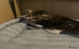 British Shorthair cats for sale: 4 adorable girl kittens  - Image 14