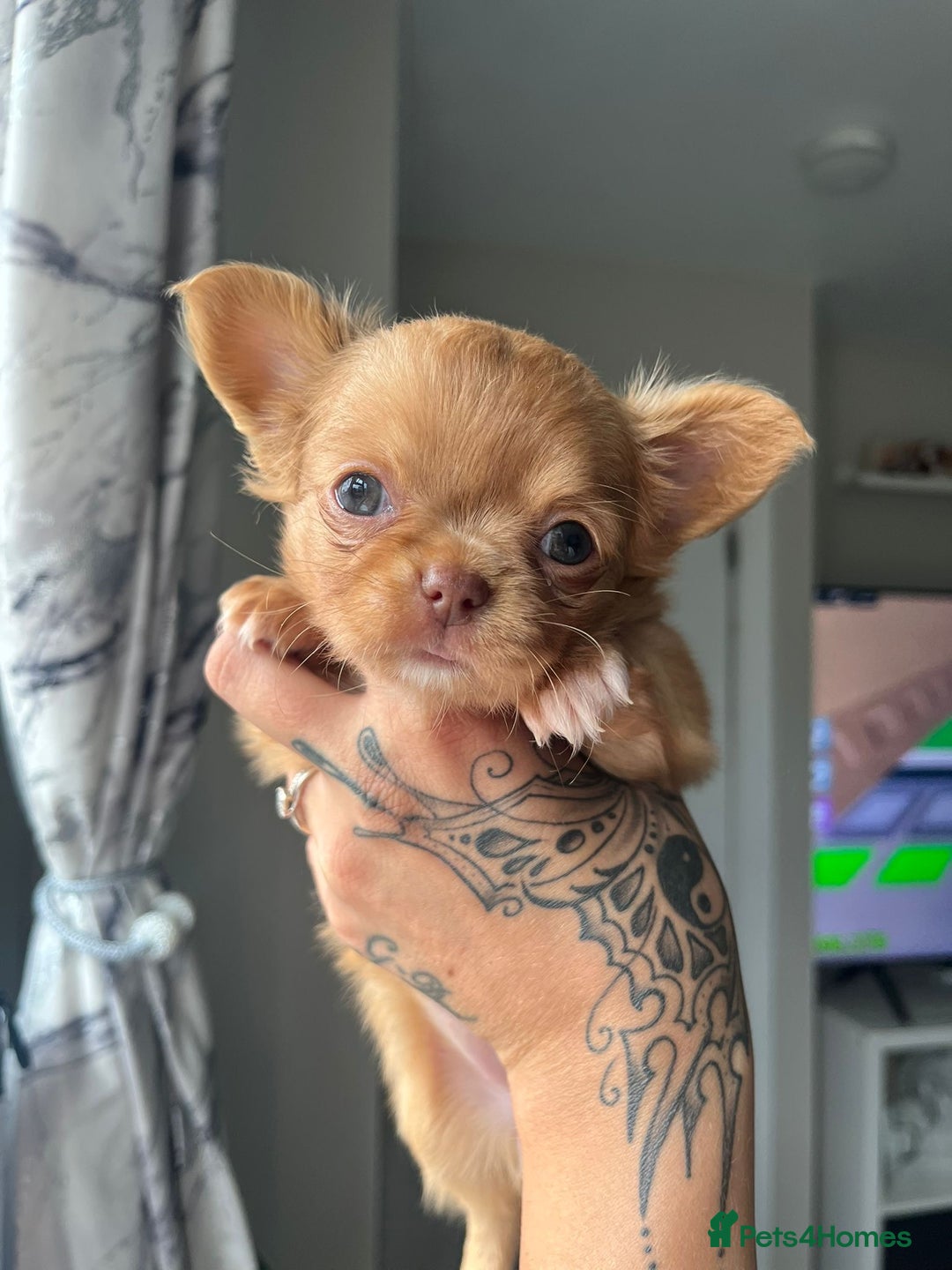 Chihuahua dogs for sale: Chihuahua Merle Puppies  - Image 8