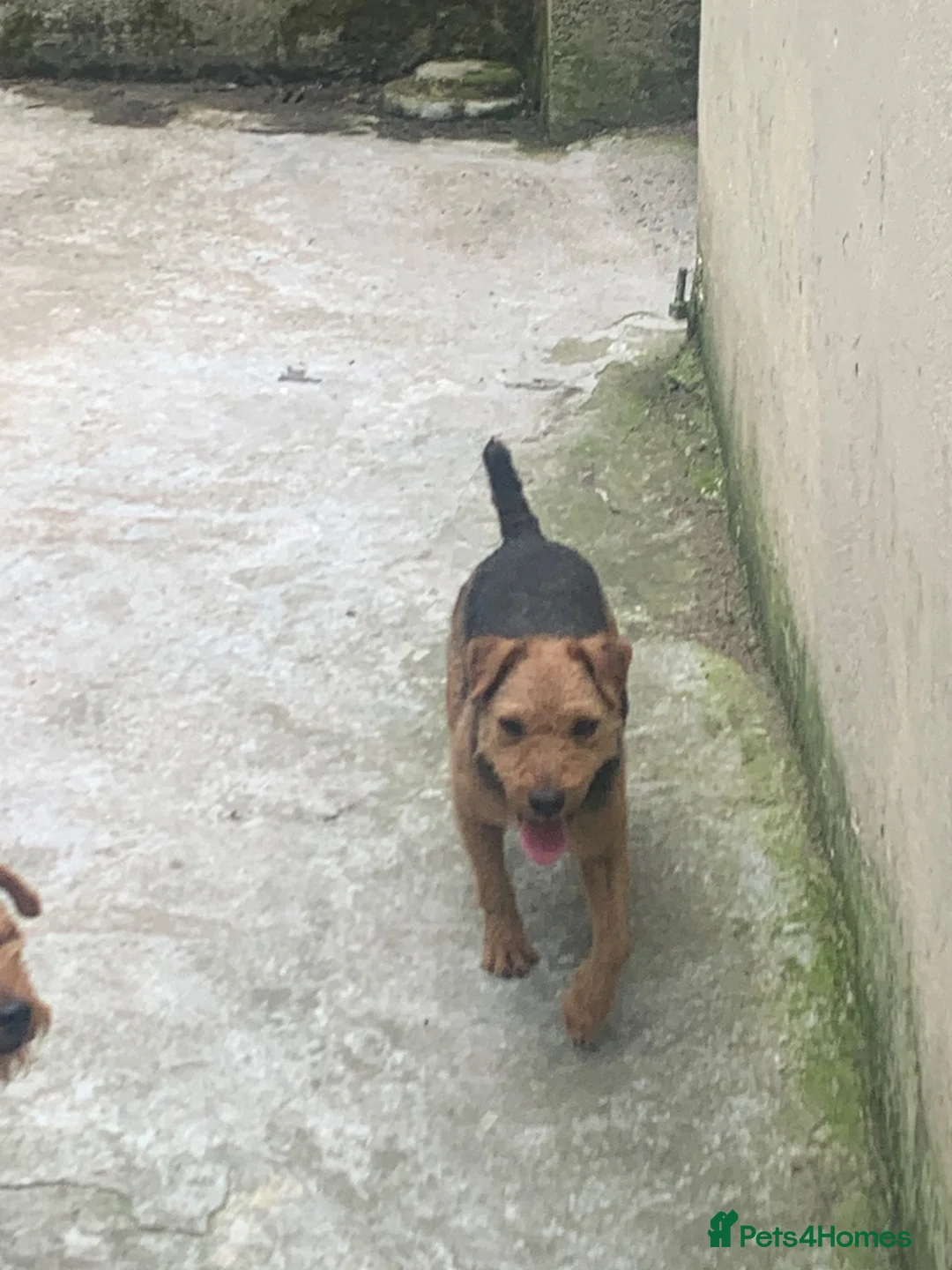 Lakeland Terrier dogs for sale: Lakeland terrier pups  - Advert 1