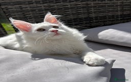 Maine Coon cats for sale: Pedigree TICA Reg Mine coon kittens  - Image 14
