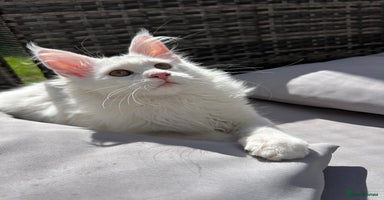 Maine Coon cats - Advert 5