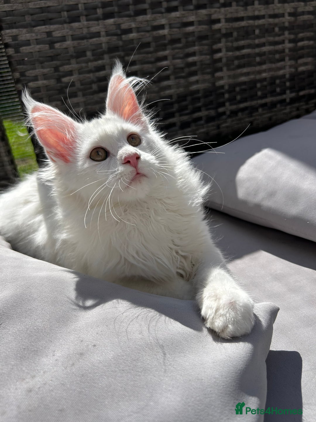 Maine Coon cats for sale: Pedigree TICA Reg Mine coon kittens  - Image 14