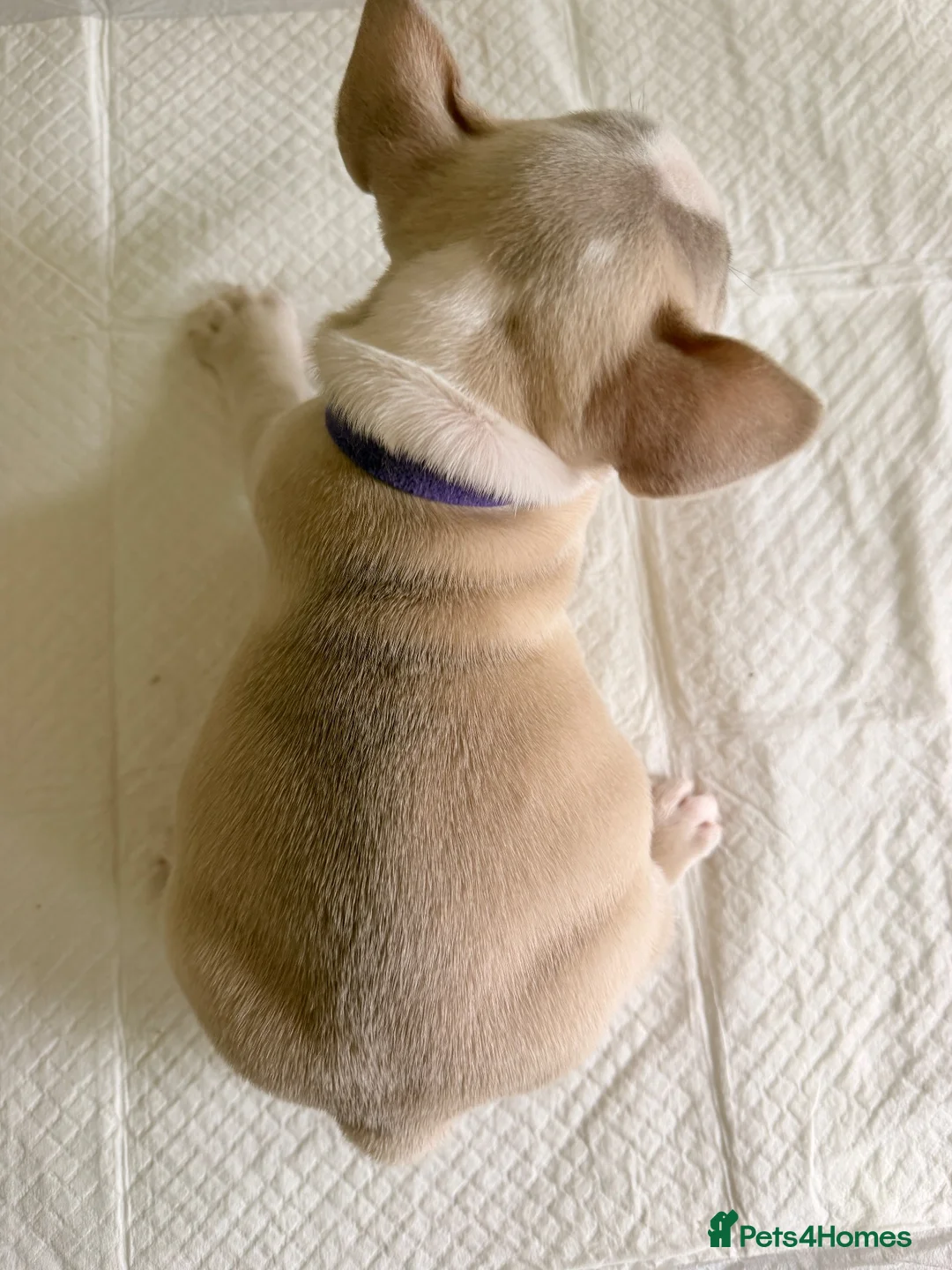French Bulldog dogs for sale: French bull dog pups in Shotts - Advert 14