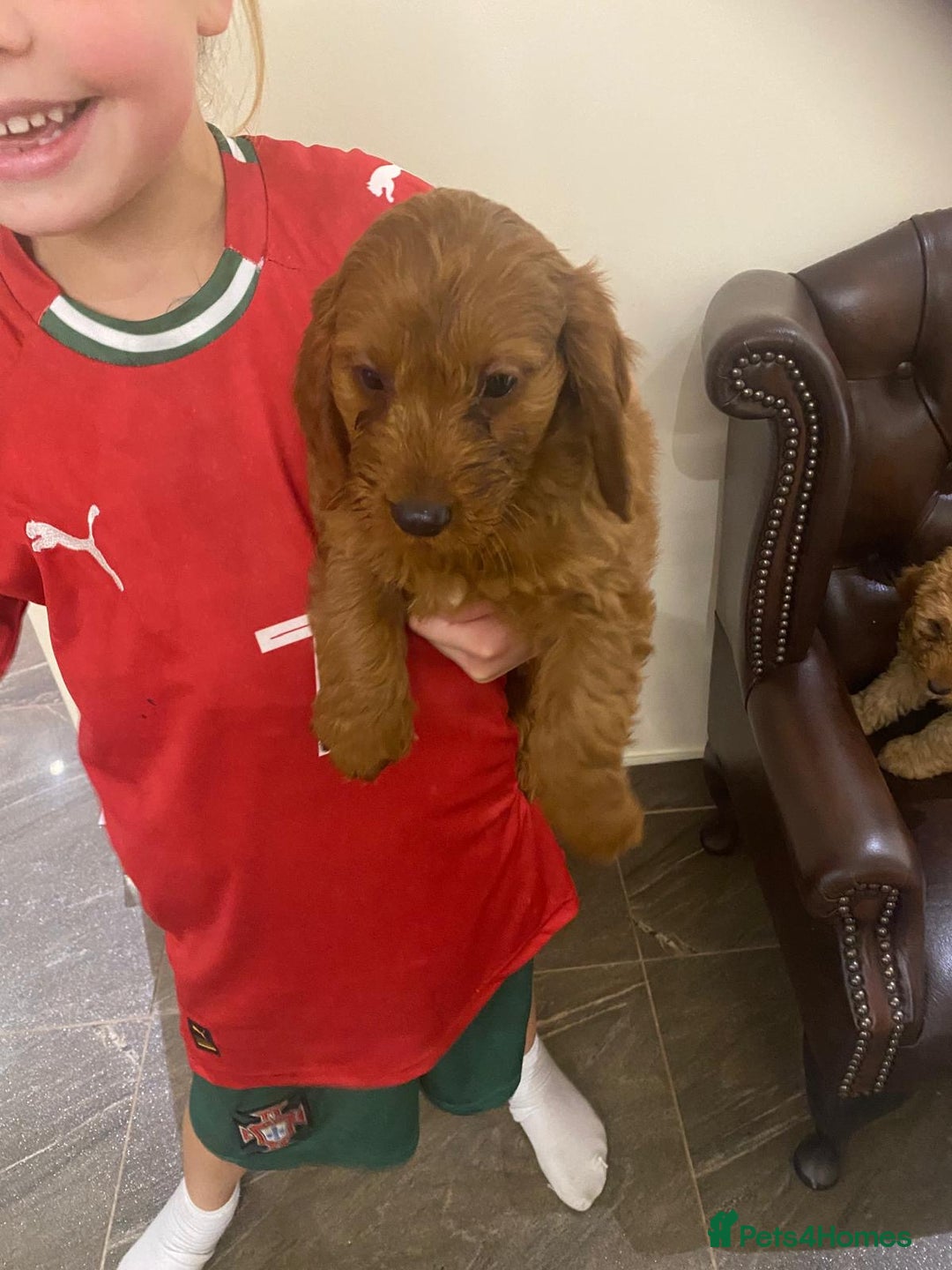 Cockapoo dogs for sale: Ready to leave cockerpoos  - Advert 7