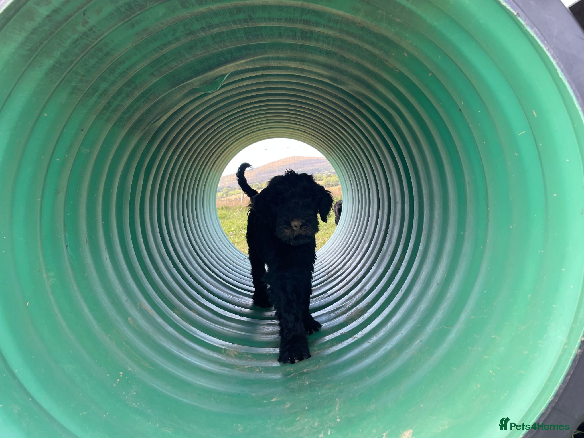 Russian Black Terrier dogs Russian Black Terrier Pups for Sale - Advert 2