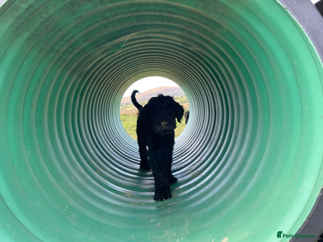 Russian Black Terrier dogs for sale: Russian Black Terrier Pups for Sale - Advert 1