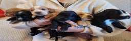 Cocker Spaniel dogs for sale: Gorgeous litter of cocker spaniels - Advert 5