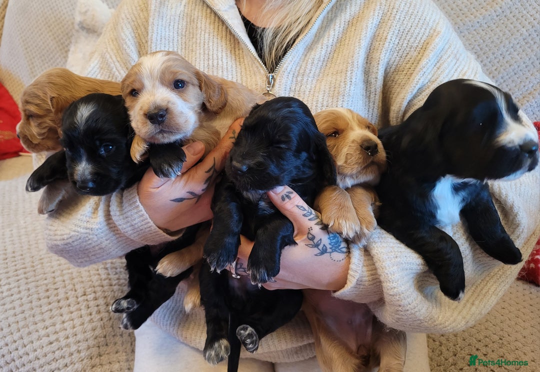 Cocker Spaniel dogs for sale: Gorgeous litter of cocker spaniels - Advert 5