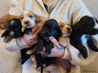 Cocker Spaniel dogs Gorgeous litter of cocker spaniels - Advert 1