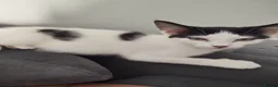 Norwegian Forest Cat cats for sale: Female black and white kitten  - Advert 2