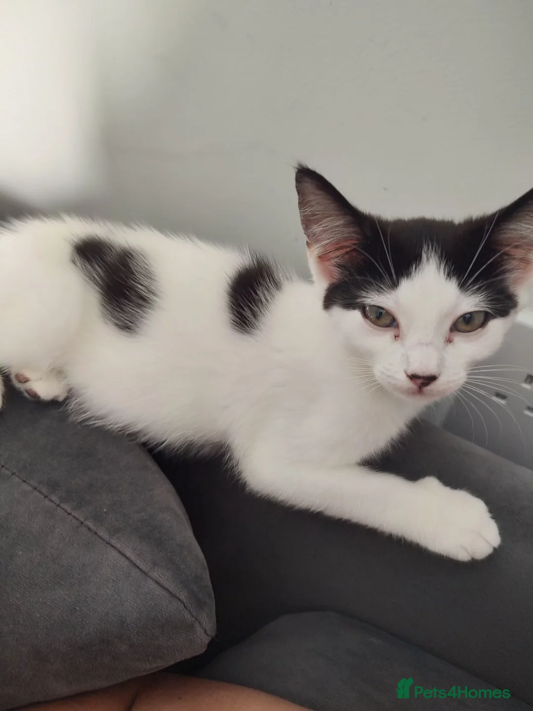 Norwegian Forest Cat cats for sale: Female black and white kitten  - Advert 2