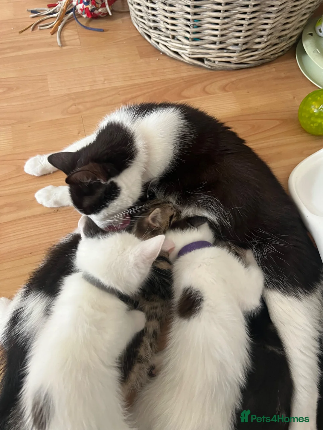 American Shorthair cats for sale: 3 black and white kittens  - Advert 5