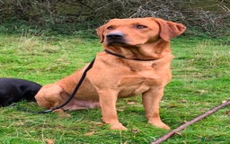 Labrador Retriever dogs for sale: Stunning KC Registered FoxRed/Black Labrador Pups  - Image 25