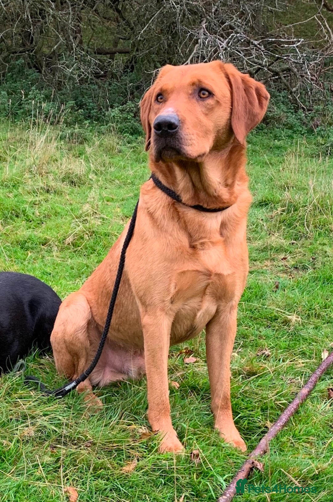 Labrador Retriever dogs for sale: Stunning KC Registered FoxRed/Black Labrador Pups  - Image 25