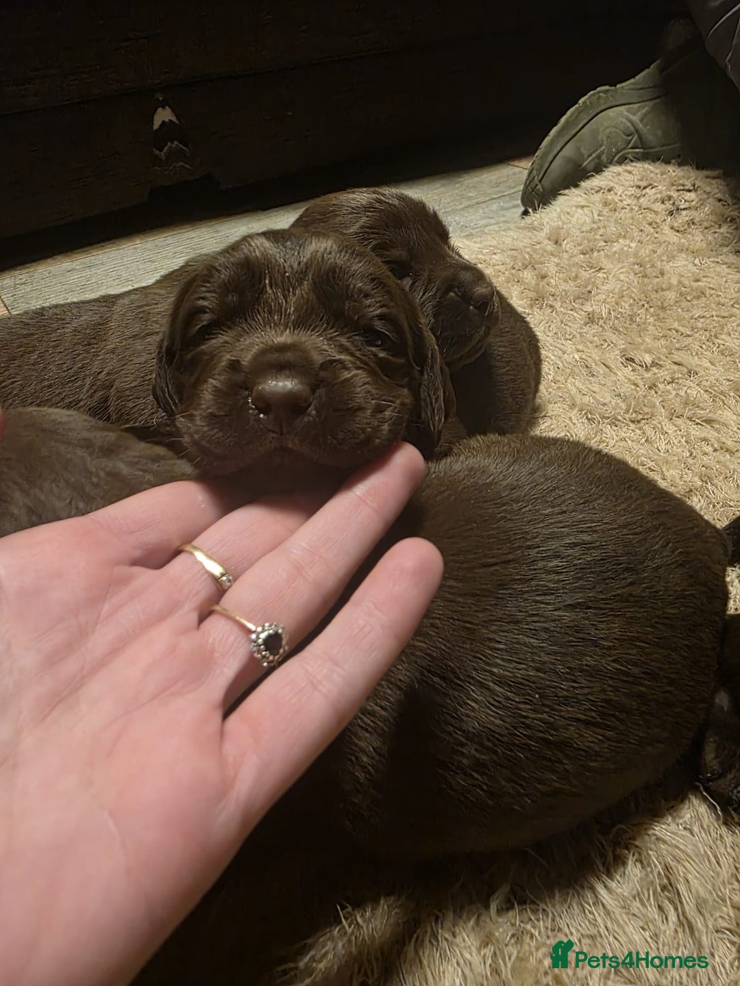 Cockerdor dogs for sale: Chocolate F1 cockerdor puppies  - Advert 4