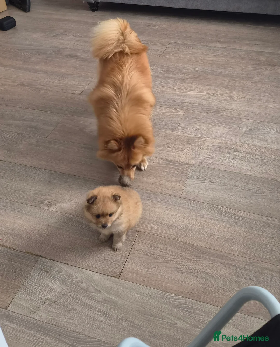 Mixed Breed dogs for sale: Looking for a Loving Home for Luna - Advert 6