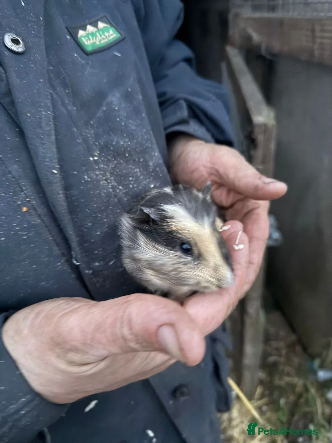 Guinea Pig rodents for sale: 20 guinea pigs for sale  - Advert 27