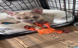 French Bulldog dogs for sale: KC reg French bulldog boy for rehoming  - Image 2