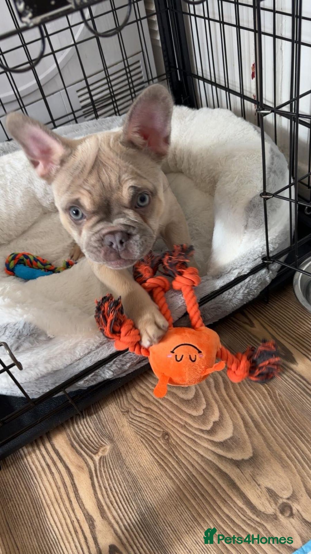 French Bulldog dogs for sale: KC reg French bulldog boy for rehoming  - Image 2