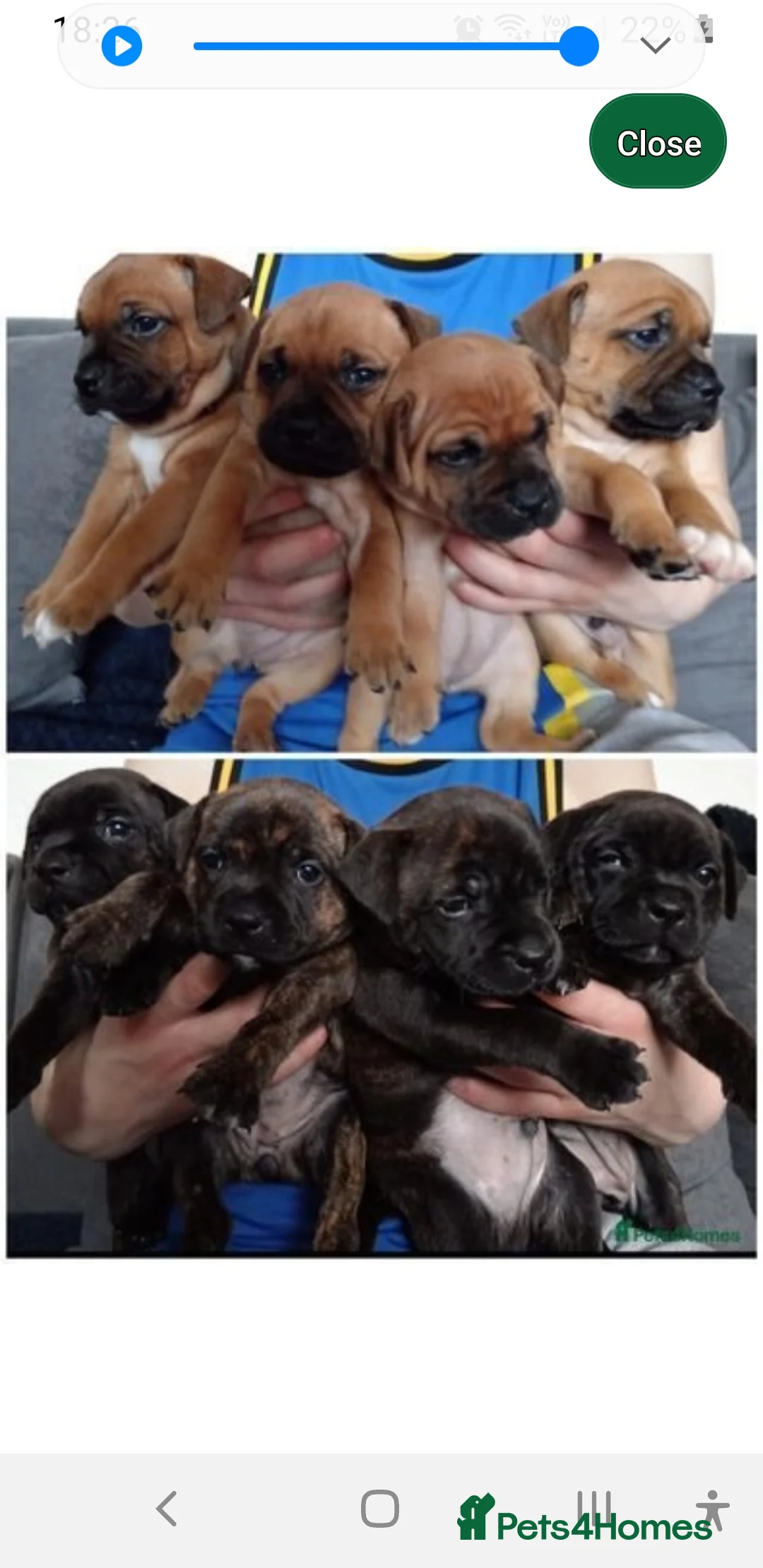 Staffordshire Bull Terrier dogs for stud: 🥨THE RED DREAMTEAM.🥨 Exceptional temprements. in Rochdale - Advert 24