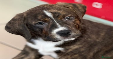 Mixed Breed dogs - Advert 2
