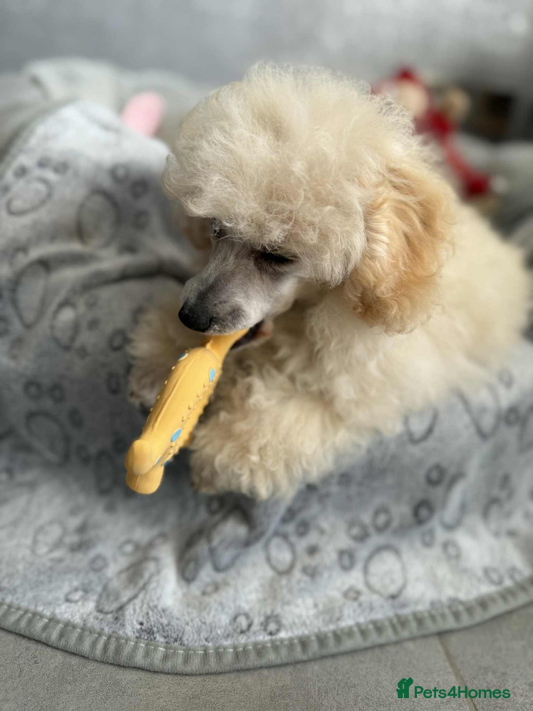 Toy Poodle dogs for sale:  KC Registered Toy Poodle stunning little boy💙 - Image 5