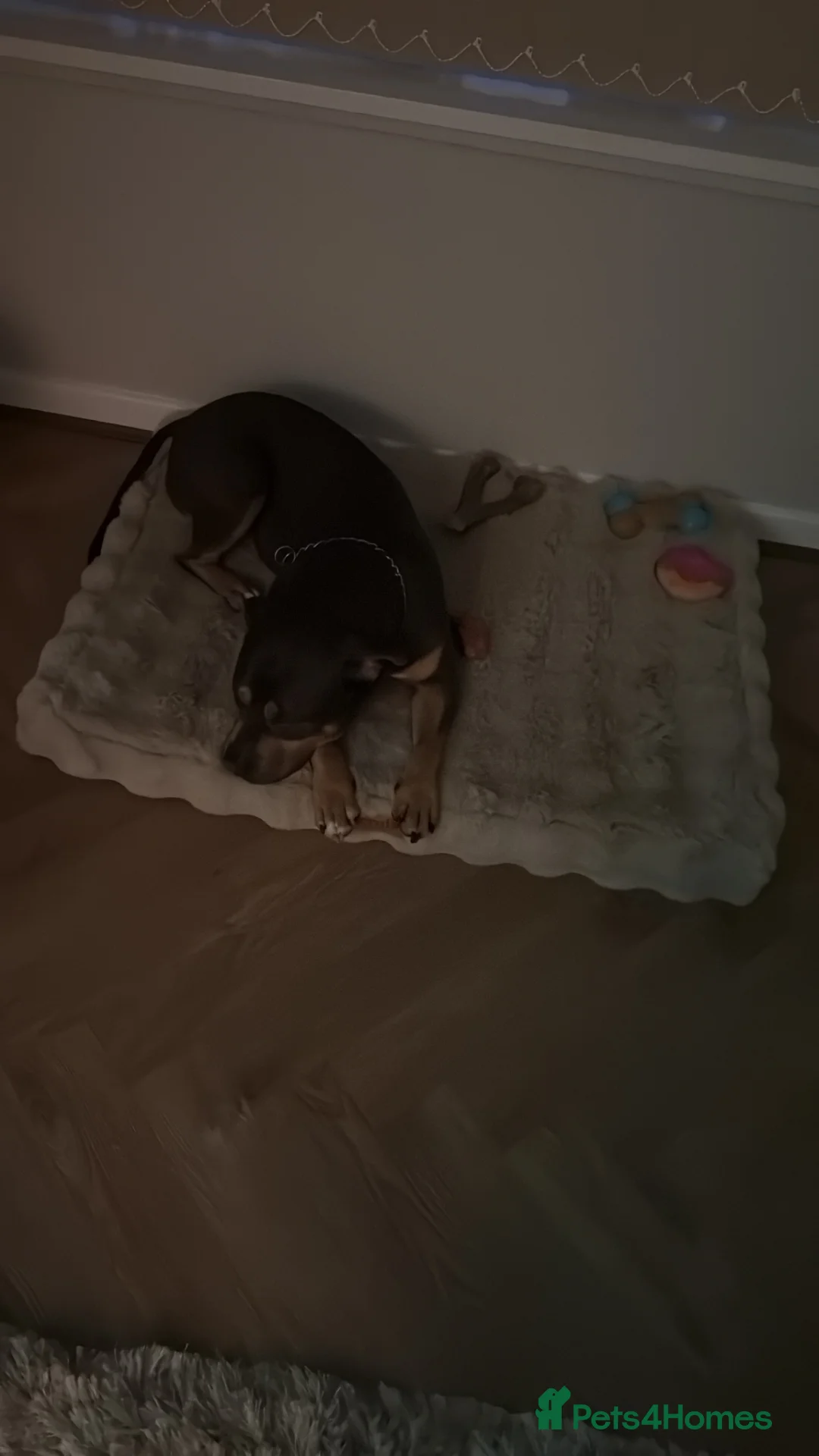 American Bully dogs for sale: Blue Tri boy looking for caring Home  - Advert 2