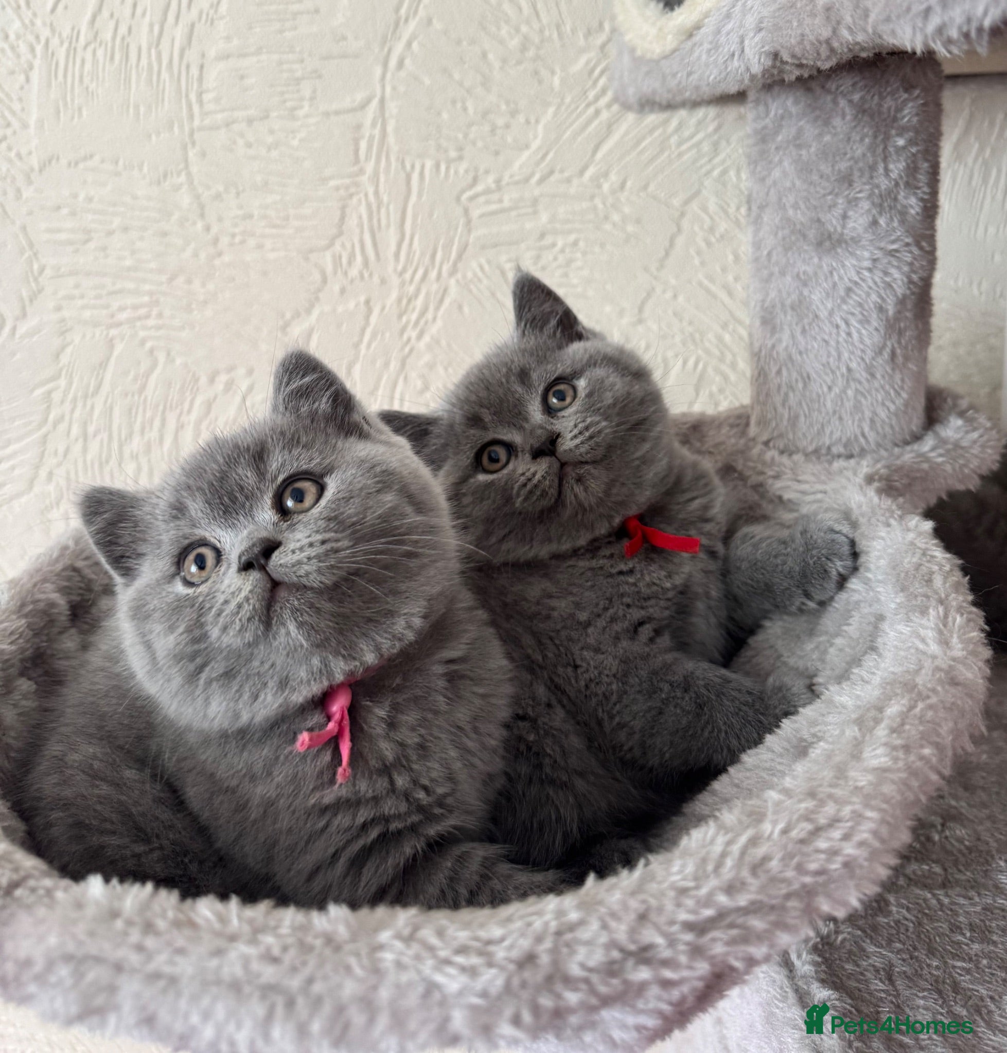British Shorthair cats GCCF Registered Britsh Shorthair  - Advert 3