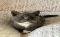British Shorthair cats for sale: British shorthair kittens  - Image 11