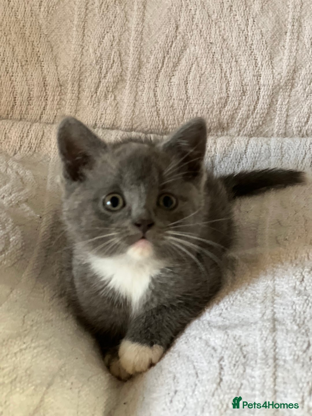 British Shorthair cats for sale: British shorthair kittens  - Image 11