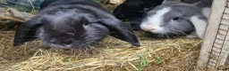 Dwarf Lop rabbits for sale: Adorable, Friendly. Laidback Dwarf Lop Boys 🐰🥰 - Advert 7